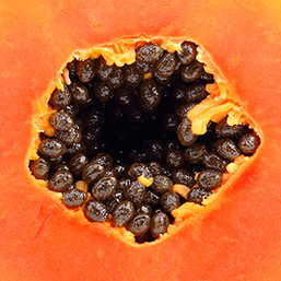 papaya