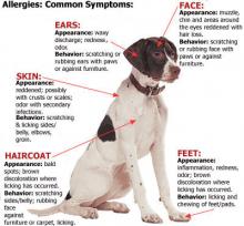 a_allergies_pet_guide_2