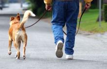 walking-the-dog